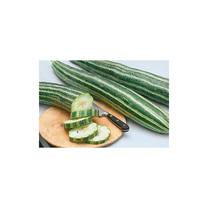 25 Armenian Stripped Cucumber Seeds Organic Non GMO Heirloom USA