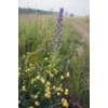 JustSeed - JustSeed - Wild Flower (British) - Viper 's Bugloss - Echium vulgare - 300 Seeds