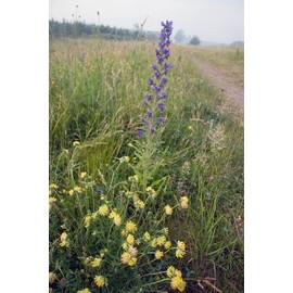 JustSeed - JustSeed - Wild Flower (British) - Viper 's Bugloss - Echium vulgare - 300 Seeds