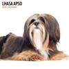 Lhasa Apso 2025 Modern Calendar