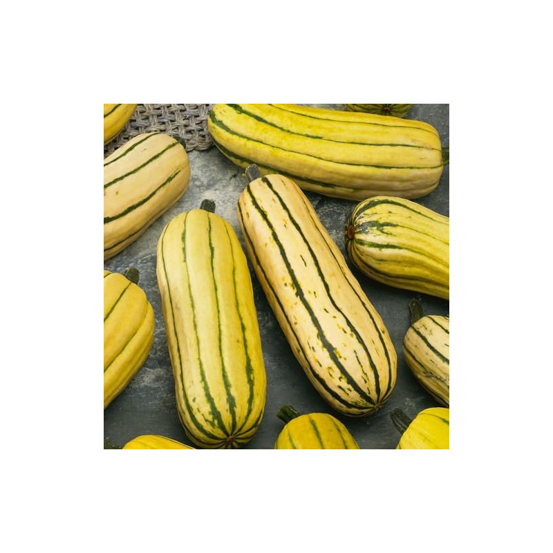 Delicata Bush AAS Winter Squash Seeds - 4 Oz ~700