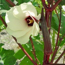 250 Red Burgundy Okra Seeds for Planting. Non GMO 14 Grams Garden Vegetable Bulk Survival