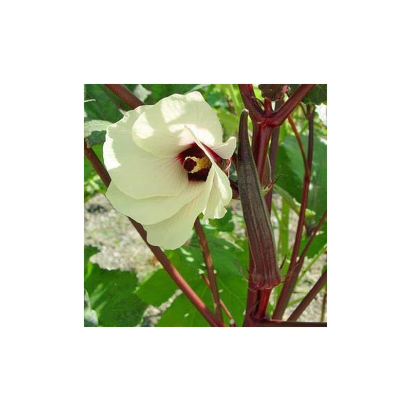 250 Red Burgundy Okra Seeds for Planting. Non GMO 14