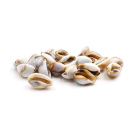 Vintageparts Cauri Shell Beads in White / Brown Pack of 20 for DIY Jewellery Making