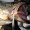 Daiwa Bass Worm Steez Real Slugger 3" Chart Pearl Shad