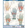 The Hand QuickStudy Laminated Reference Guide (QuickStudy Academic)