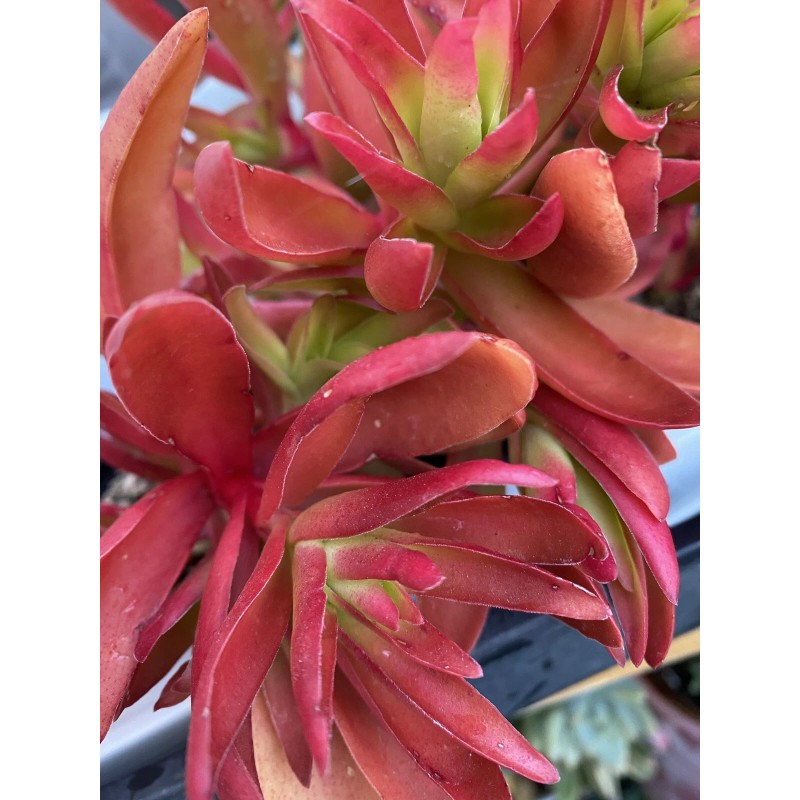 Jade RARE 2 STUNNING Crassula Capitella 'Campfire' with roots- Jade