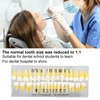 1:1 Scale Permanent Tooth Model 32pcs Dual Colors Permanent Resin