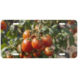 Garden Tomato Plant Photo Center Wall License Plate 6 X 12 Inches Aluminum New