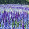 Consolida Ajacis Larkspur Flower Seeds Pack of 500+ Flower Seeds
