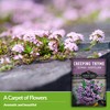 SURVIVAL GARDEN SEEDS Creeping Thyme Seed for Planting - 1