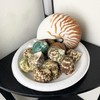 Heyiwell 10PC Natural Green Hermit Crab Shells,Natural Turbo Sea Shell