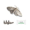 IPM Direct Pack of 3 Moth Trap Attractant Pheromones (Cloth