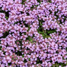 Outsidepride 1/8 lb. Perennial Wild Lemon Creeping Thyme Ground Cover Seeds for Planting
