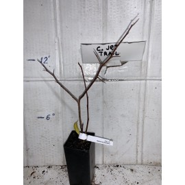 live plant Chaenomeles Superba - Jet Trail Japanese Flowering Quince Rooted Plant