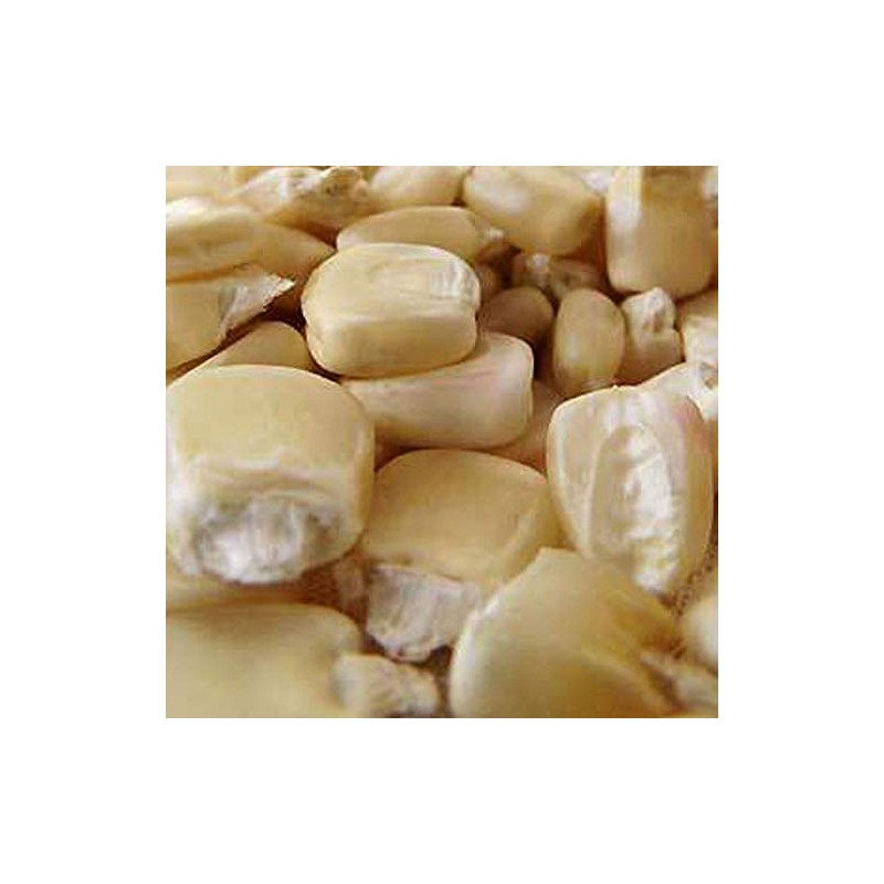 Boone County White Corn Seed - .5 OZ ~75 seeds