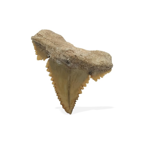 Starborn rare collectors fossils, Gemstone, Fossil