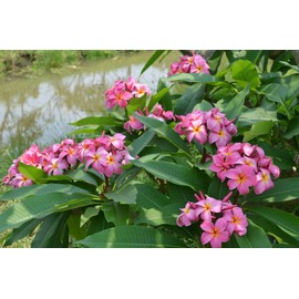 Hawaiian Pink Plumeria Plant Cuttings 1 Pk Discount Hawaiian Gifts