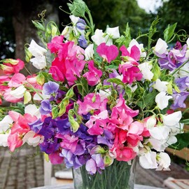 SeedsUP - 20+ Seeds Fragrant Sweet Pea Mix - Flower Multicolor