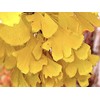 Japanese Maples and Evergreens Dwarf Ginkgo Tree - Ginkgo biloba