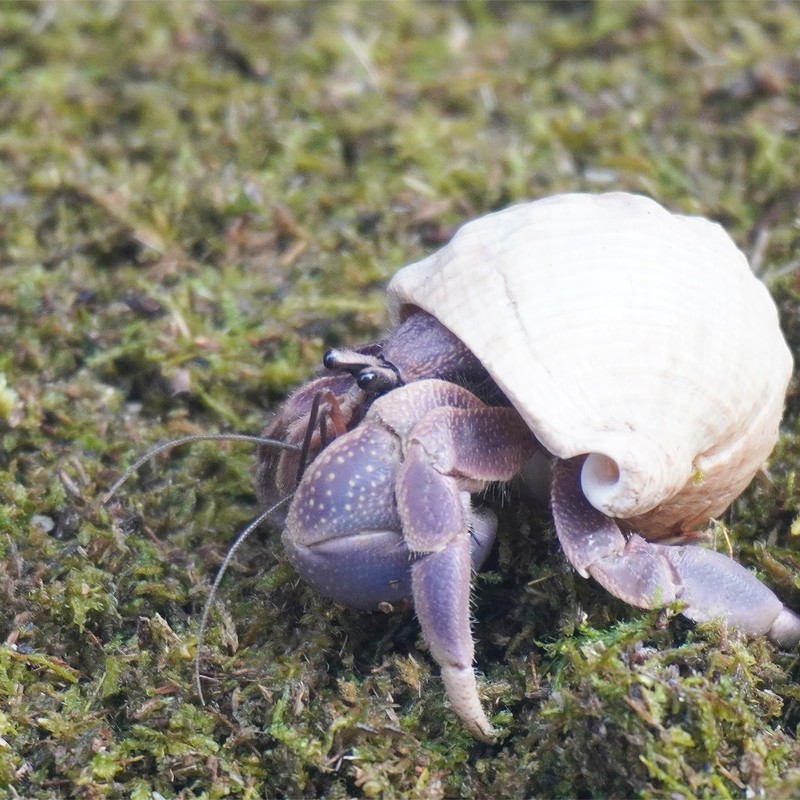 Jinymral 3.5oz Hermit Crabs Substrate, Ideal for Hermit Crab Supplies