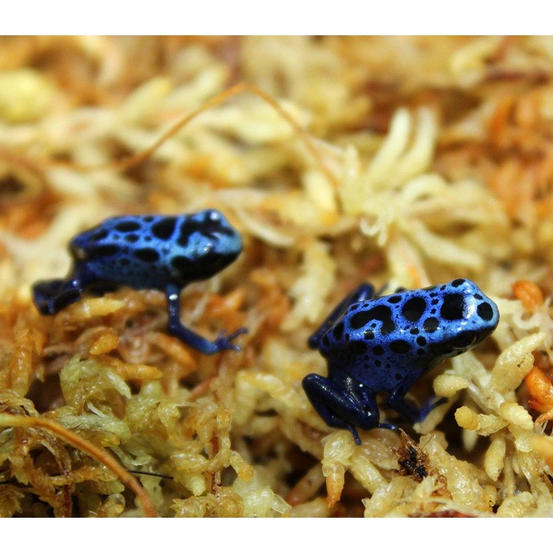 besgrow Premium New Zealand Sphagnum Moss, 500g (40L When Hydrated)