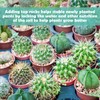 2LBS Horticultural Succulent Rocks Bonsai Mix Succulent Potting Mix Lava