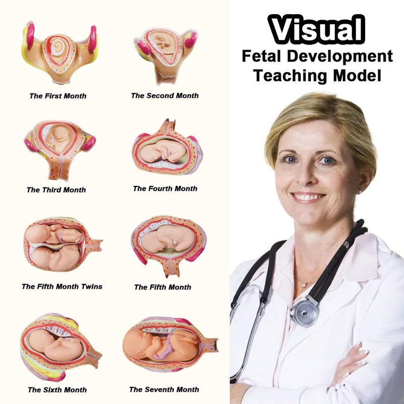 INTBUYING Education Model 8PCS Removable Human Anatomical Embryonic Development Nurse