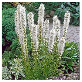 White Liatris Spicata - 10 Bulbs - Blazing Star