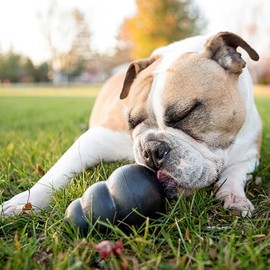 KONG Extreme Juguete para Perro, negro