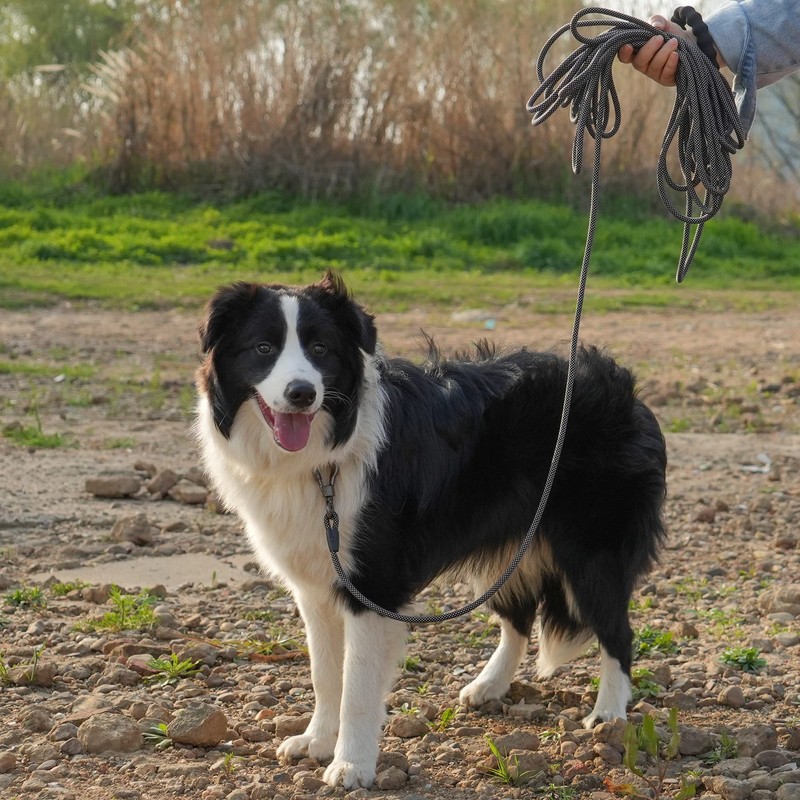 NTR 15FT Training Leash for Dogs, Nylon Rope Dog with
