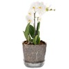 alqua 17CM Transparent Orchid Pot – Round Self Watering Planter
