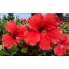 Red Hibiscus From Hawaii 2 Pack