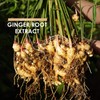 Organic Ginger Extract 3750mg – Standardised 5% Gingerols (12.5mg) -