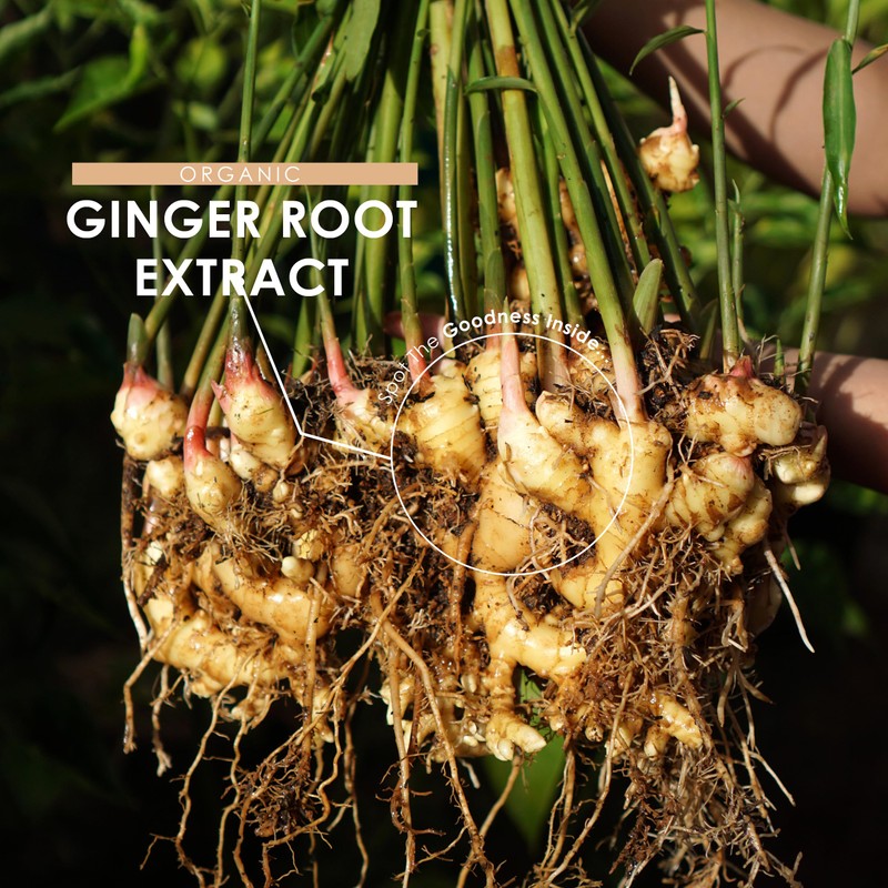 Organic Ginger Extract 3750mg – Standardised 5% Gingerols (12.5mg) -