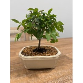 Indoorbonsaiandexotics Dwarf Weeping Cherry Tree in 6inch Pot Flowers and Fruits Real Cherries