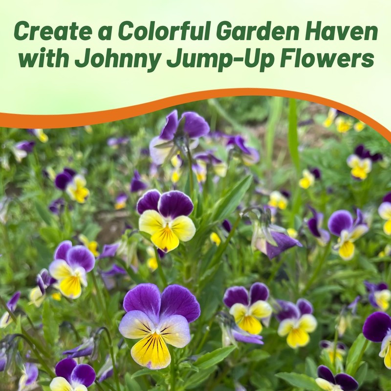 Outsidepride Outsidepride 1/2 lb. Perennial Viola Johnny Jump Up Flower