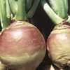 Rutabaga American Purple Top Great Heirloom Vegetable by Seed Kingdom