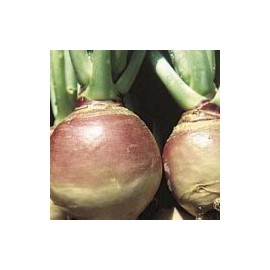 Rutabaga American Purple Top Great Heirloom Vegetable by Seed Kingdom 4,000 Seeds