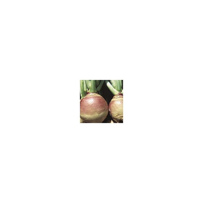 Rutabaga American Purple Top Great Heirloom Vegetable by Seed Kingdom