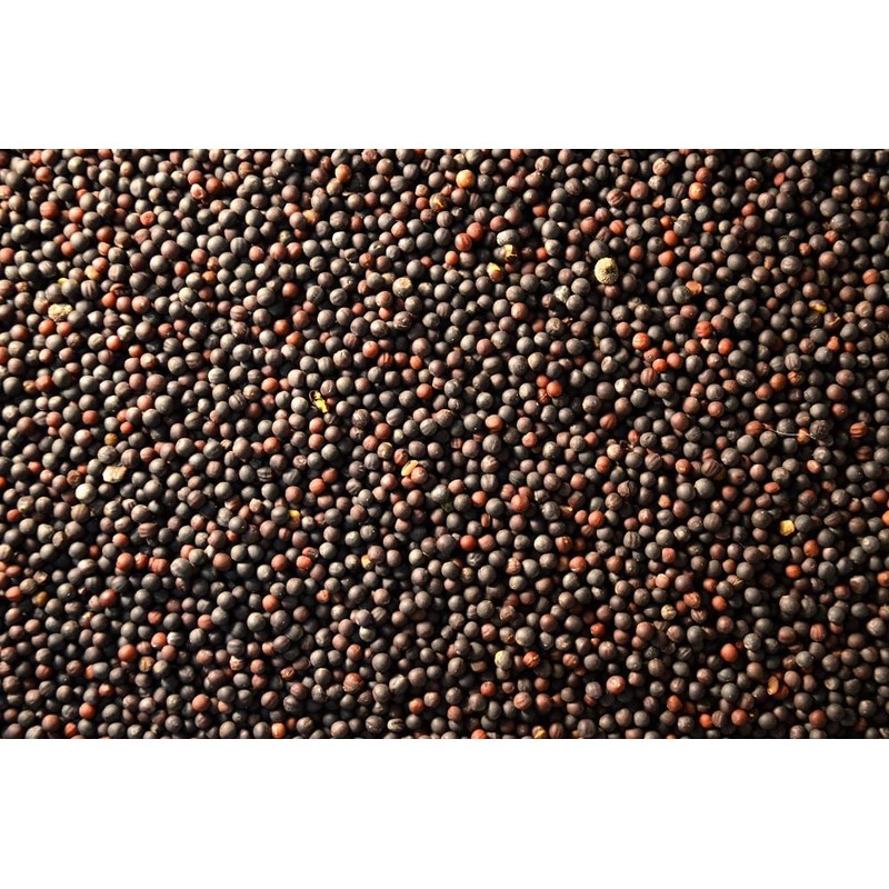 500 Bayou Kale Seeds for Planting Heirloom Non GMO 2+