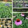 Sow Right Seeds Gran Colección Semillas Hierbas Medicinales Plantar Manzanilla
