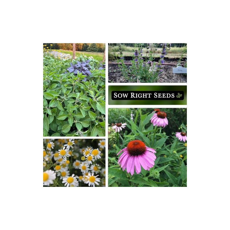 Sow Right Seeds Gran Colección Semillas Hierbas Medicinales Plantar Manzanilla