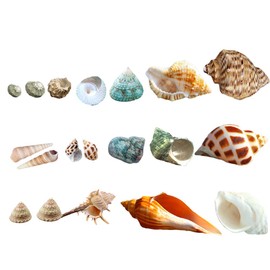 Luckybaby Shell Hermit Crab Shells Medium Small Mini Turbo Seashell Natural Sea Conch 1/4-1 1/2 Inch 15+ pcs