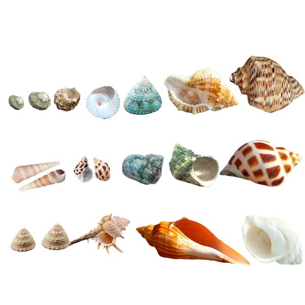 Luckybaby Shell Hermit Crab Shells Medium Small Mini Turbo Seashell