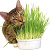 Mai's Family [ WHOLESALE ] Wheat Grass Seed- Guaranteed to