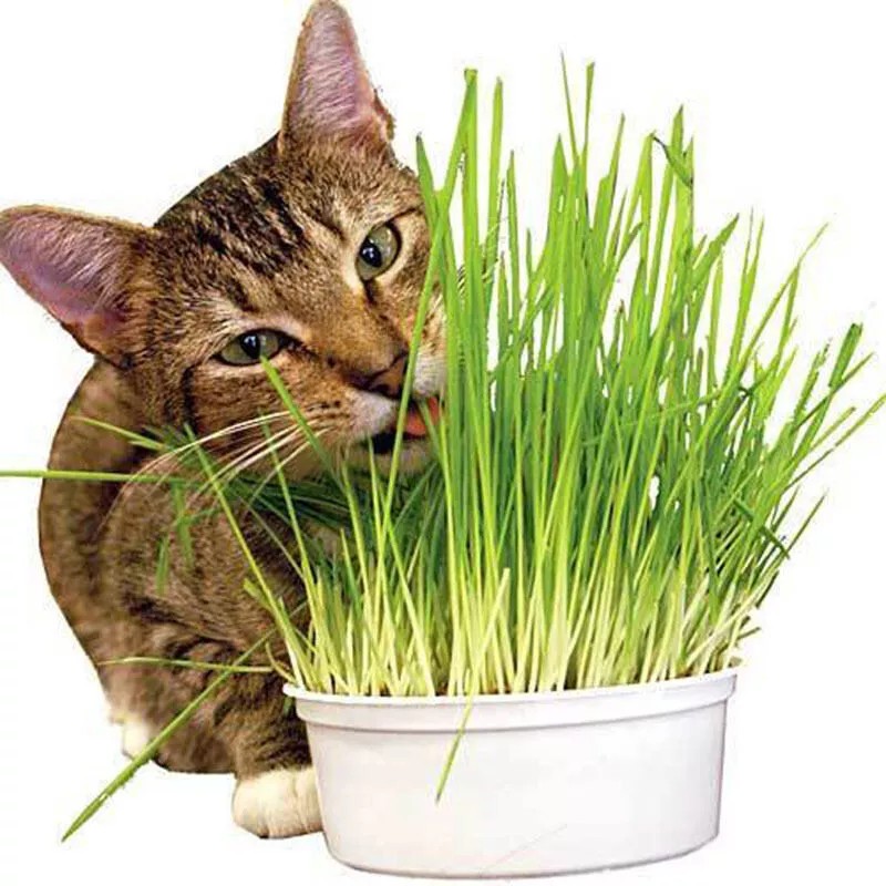 Mai's Family [ WHOLESALE ] Wheat Grass Seed- Guaranteed to