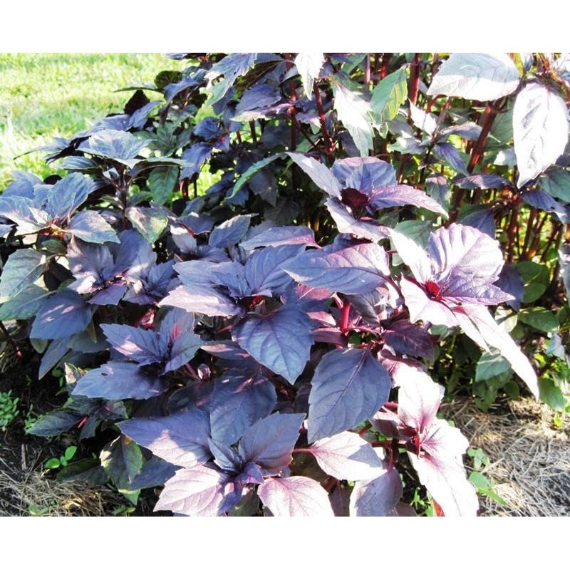 KIRA SEEDS - Seeds Opal Purple Basil - Heirloom Herbs