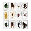 12 Pcs Real Bug Specimens Transparent Resin Science Education Classroom