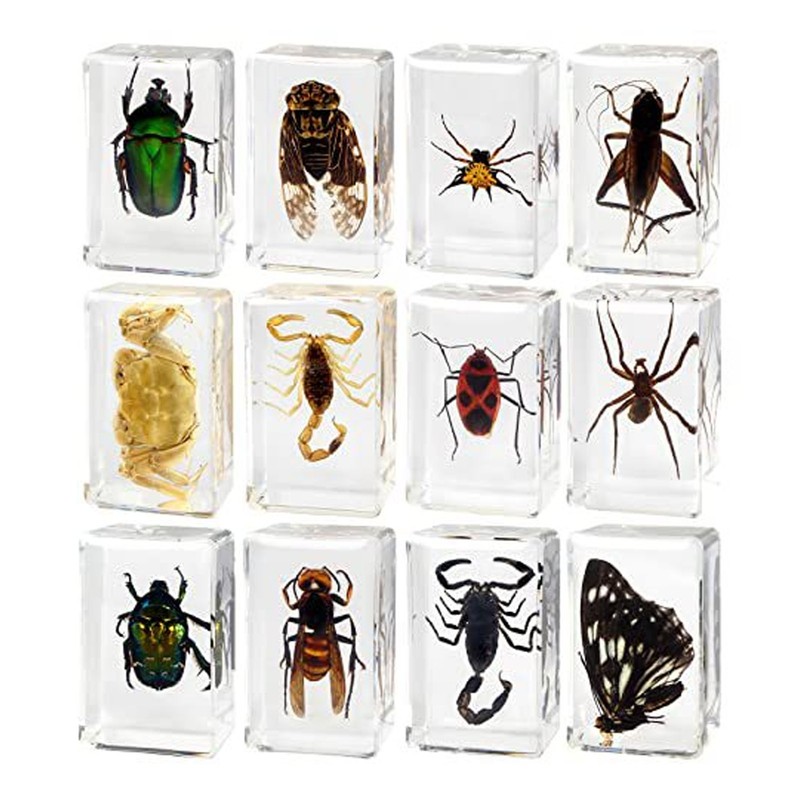 12 Pcs Real Bug Specimens Transparent Resin Science Education Classroom